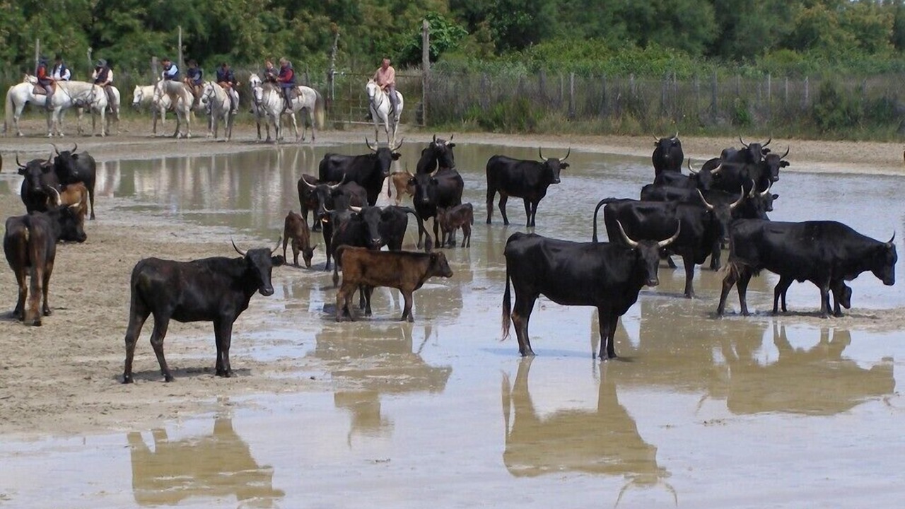 Photo of Others in Saint-Laurent-d'Aigouze