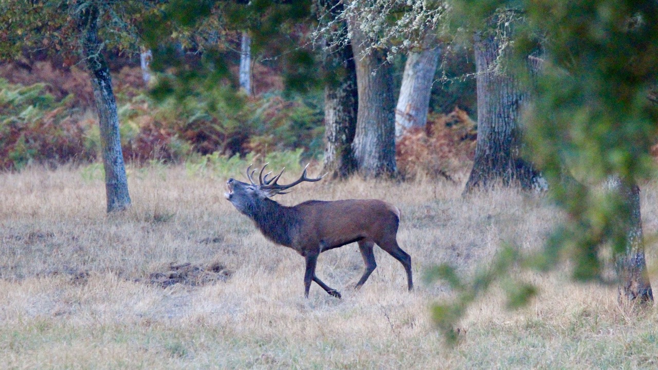 Photo of Others in Huisseau-sur-Cosson