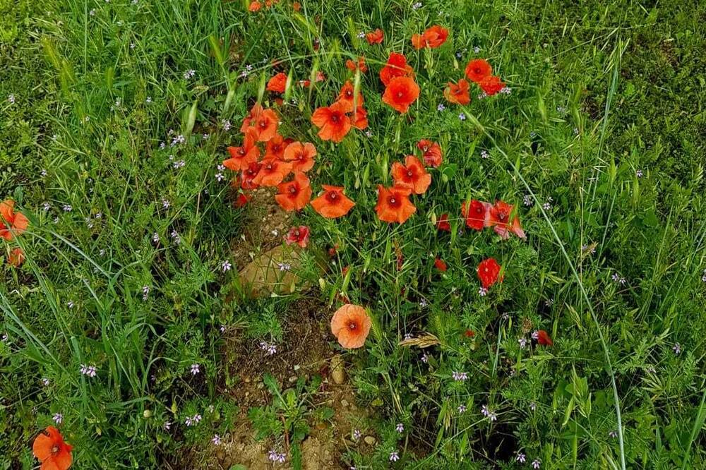 Photo of Outdoor in Roquemaure