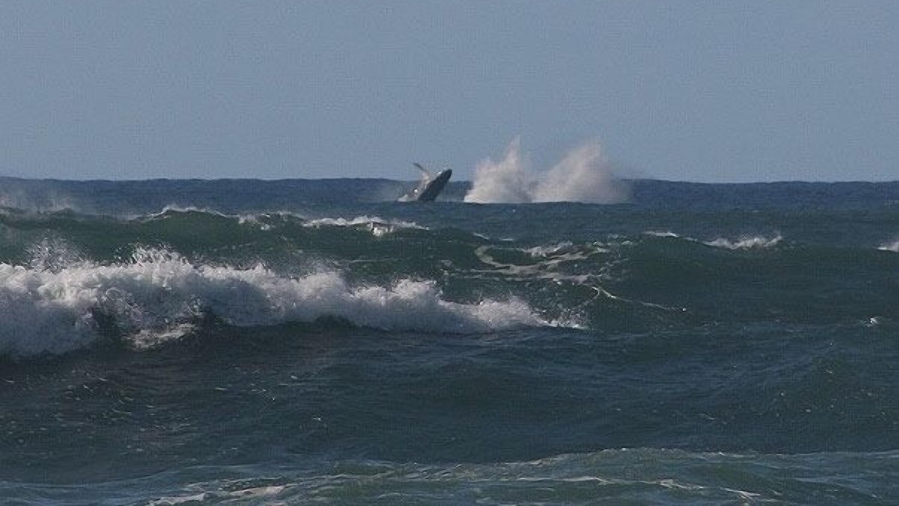 Photo of Others in Pupukea