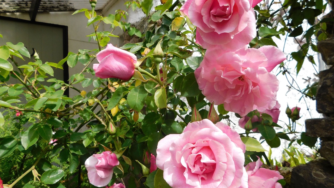 Photo of Outdoor in East Portlemouth