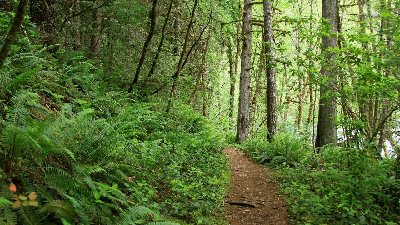 Photo of Outdoor in Idleyld Park