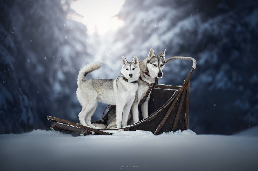 Photo of Others in Morgins