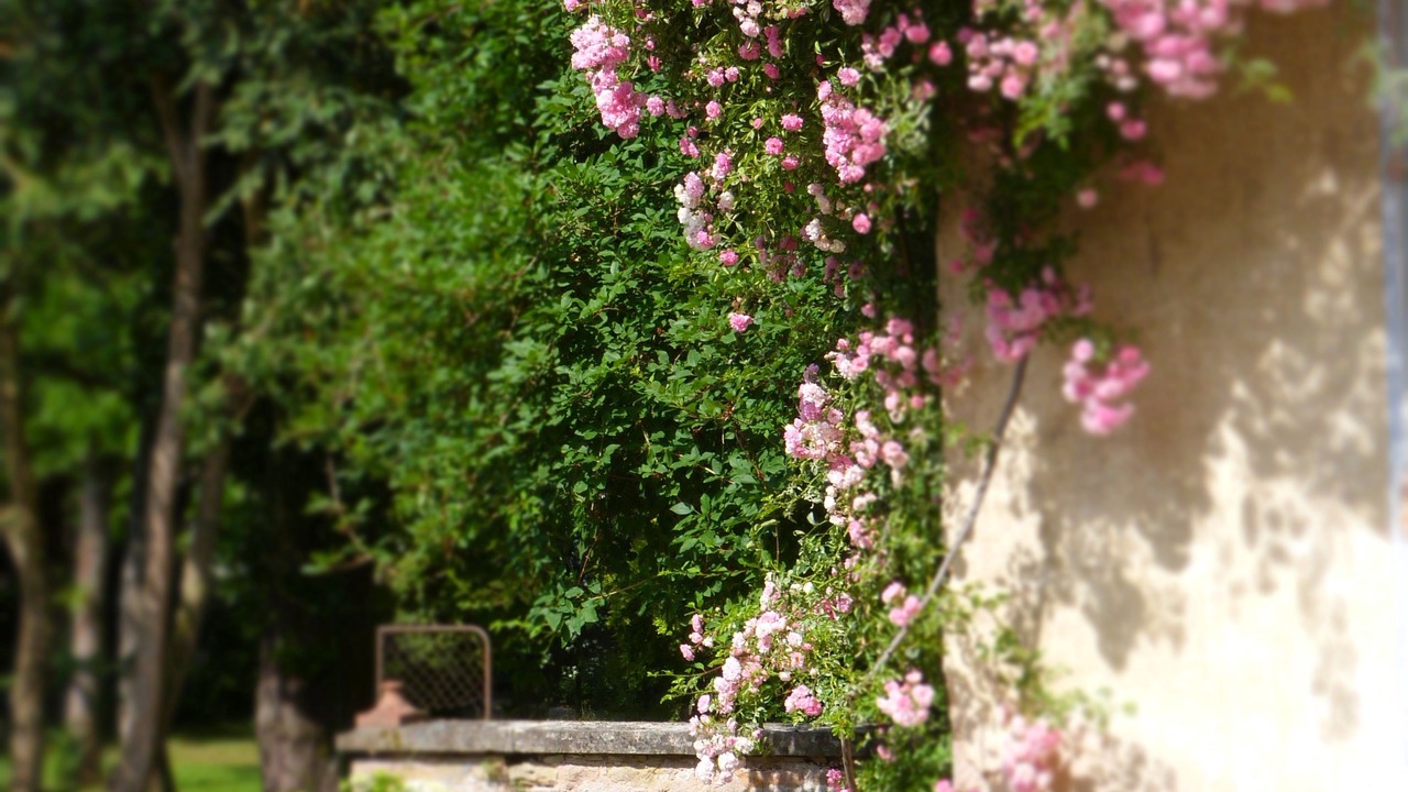 Photo of Outdoor in Savigny-les-Beaune