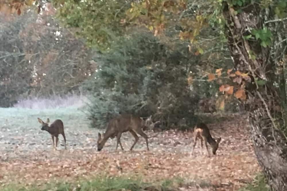 Photo of Outdoor in Monsac