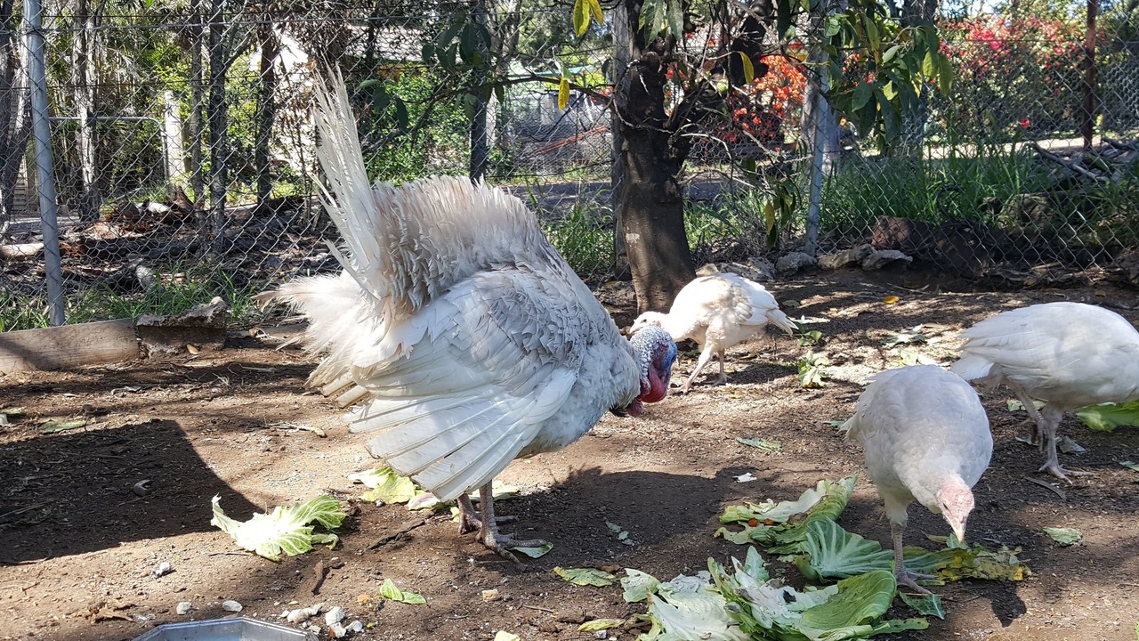 Photo of Outdoor in Singleton Shire Council