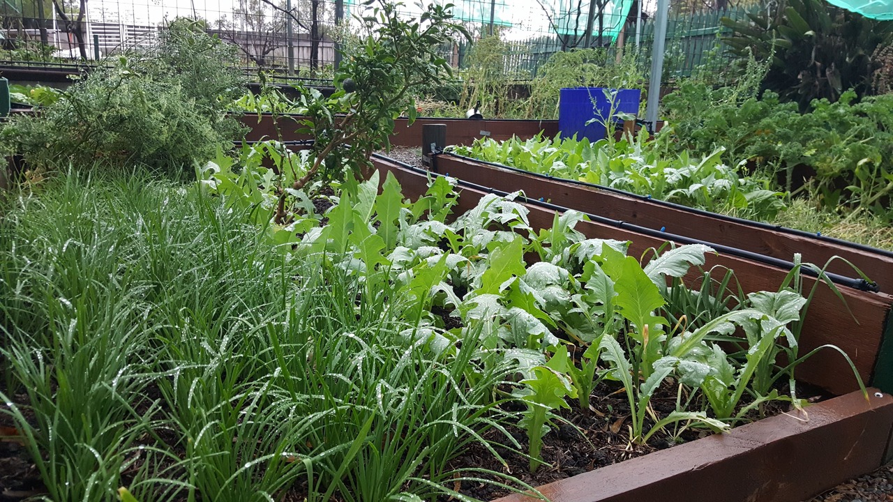 Photo of Outdoor in Singleton Shire Council