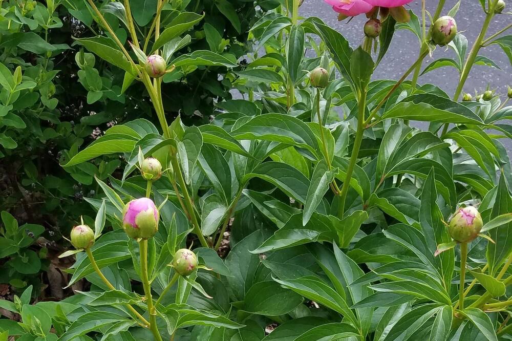 Photo of Others in Soddy-Daisy