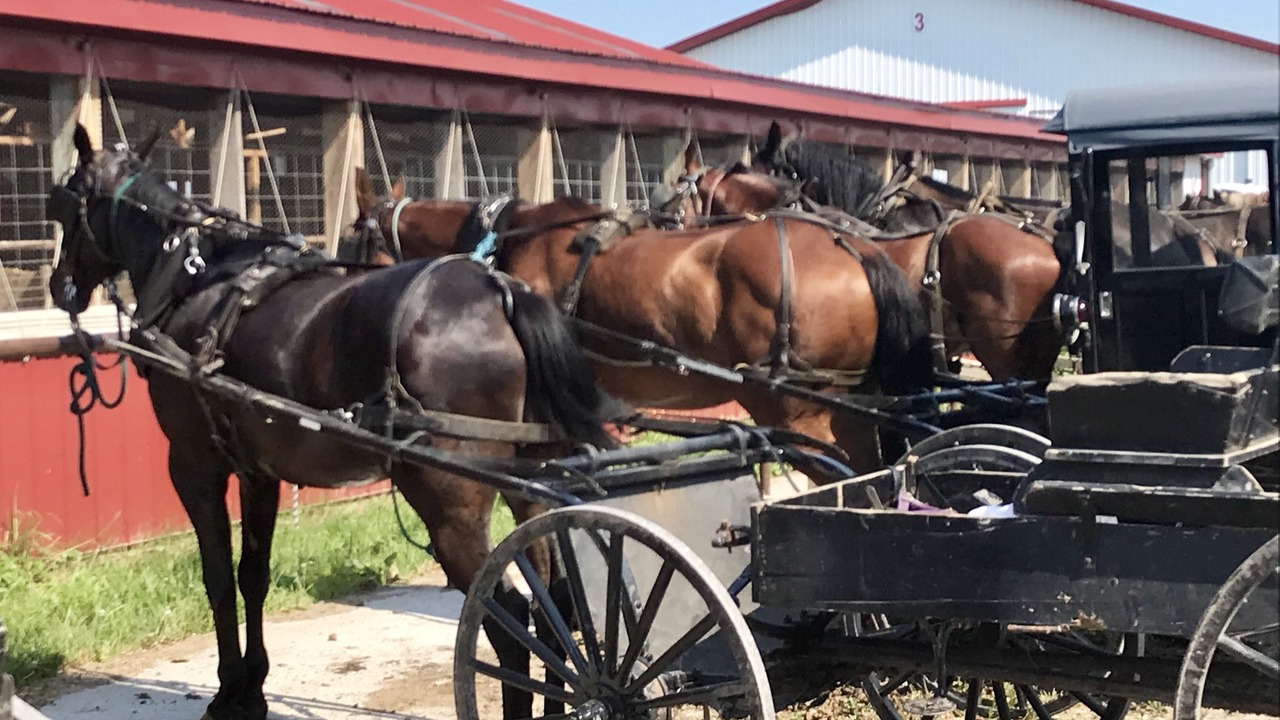 Photo of Others in Ovid