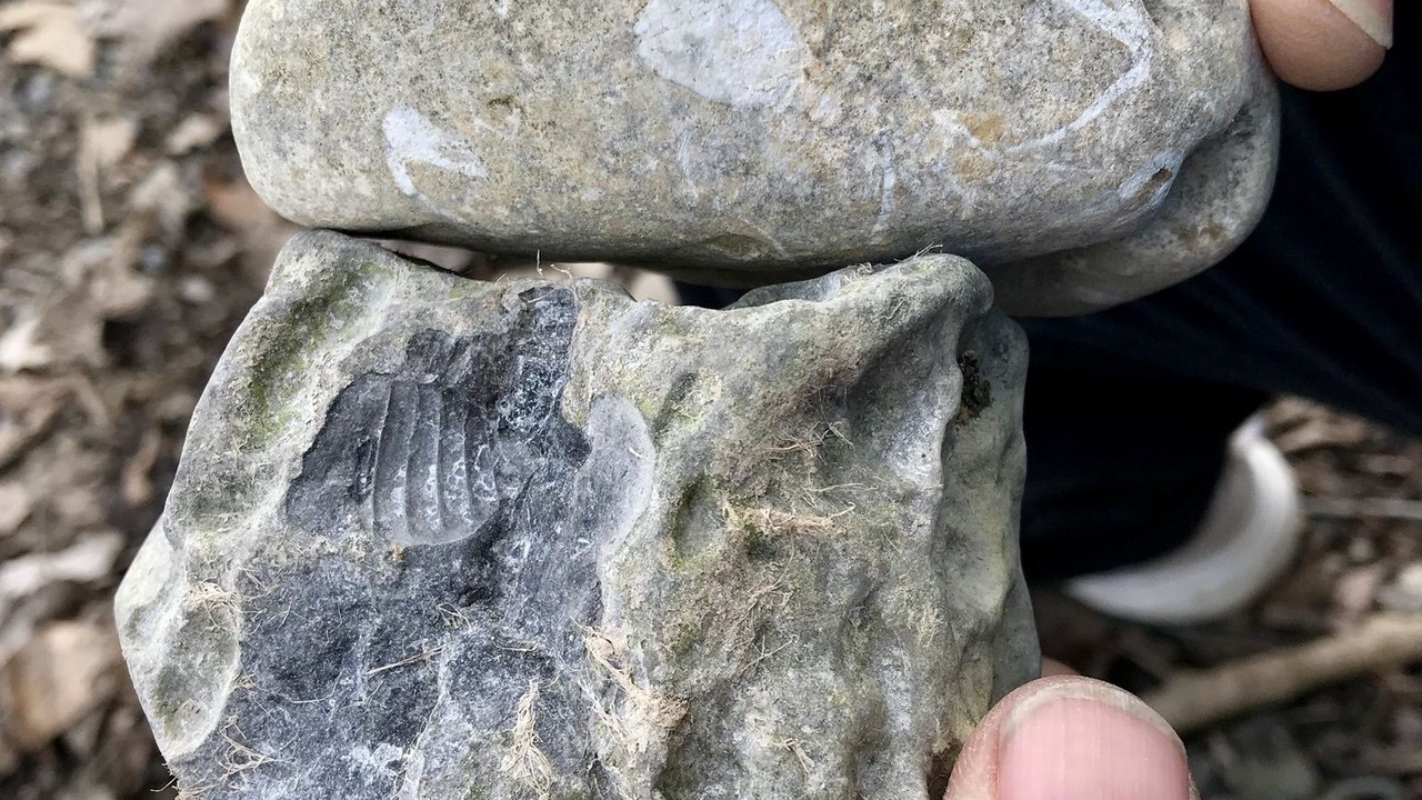 Photo of Others in Ovid