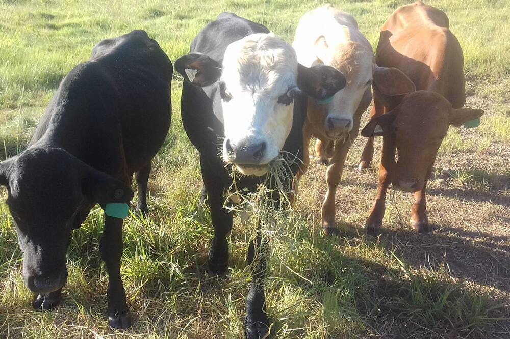 Photo of Others in Kenilworth