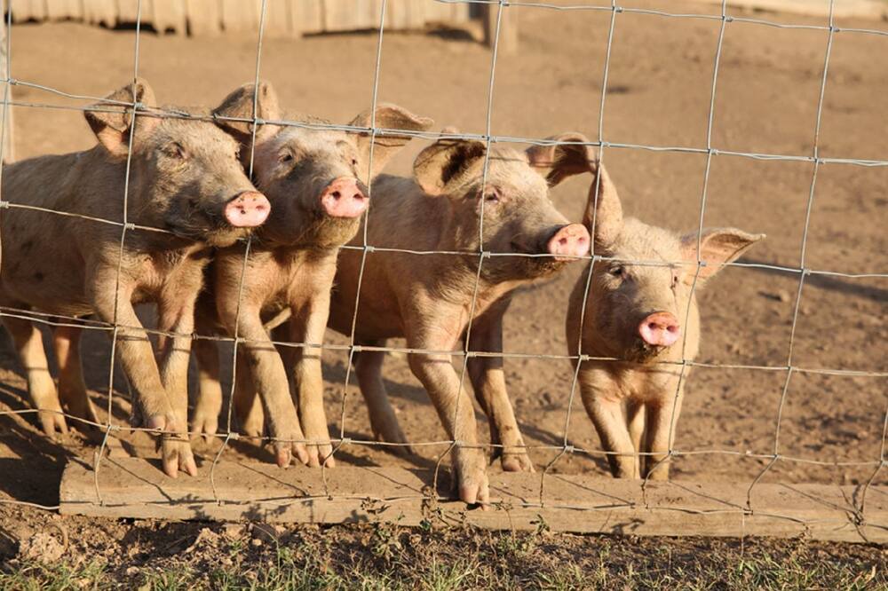 Photo of Others in Kenilworth