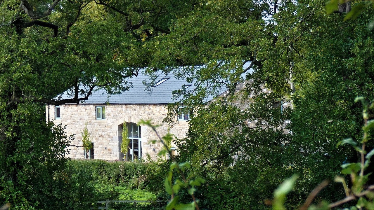 Photo of Outdoor in Bay Horse