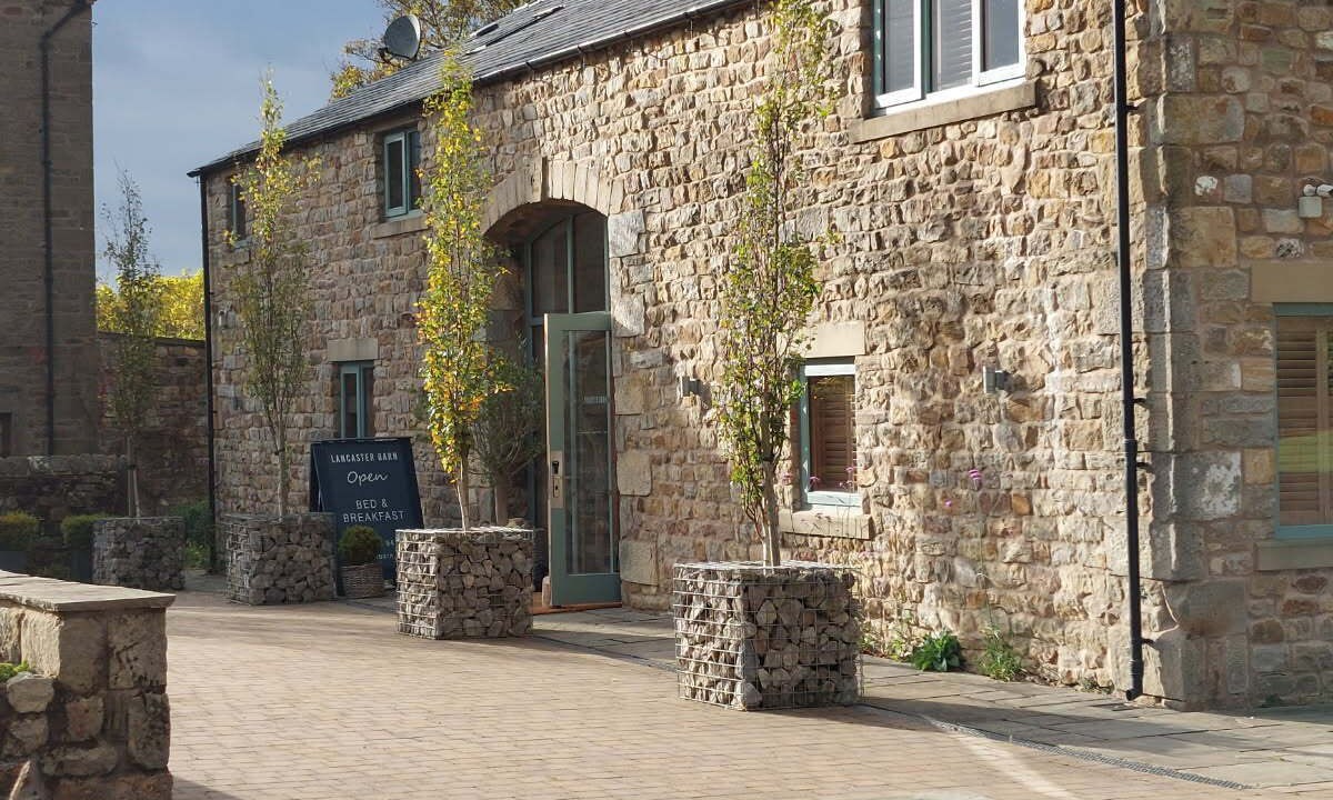 Photo of Outdoor in Bay Horse