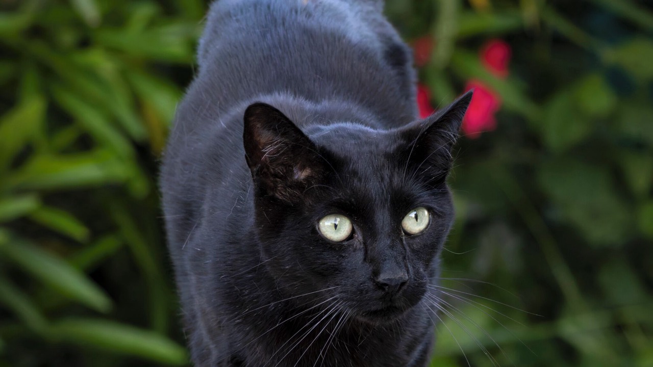 Photo of Patio Balcony in Castelnaudary