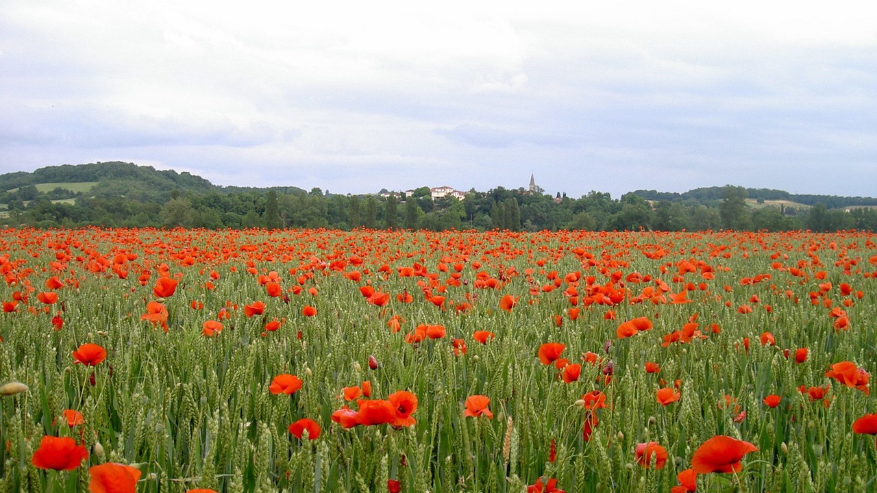 Photo of Outdoor in Vic-Fezensac