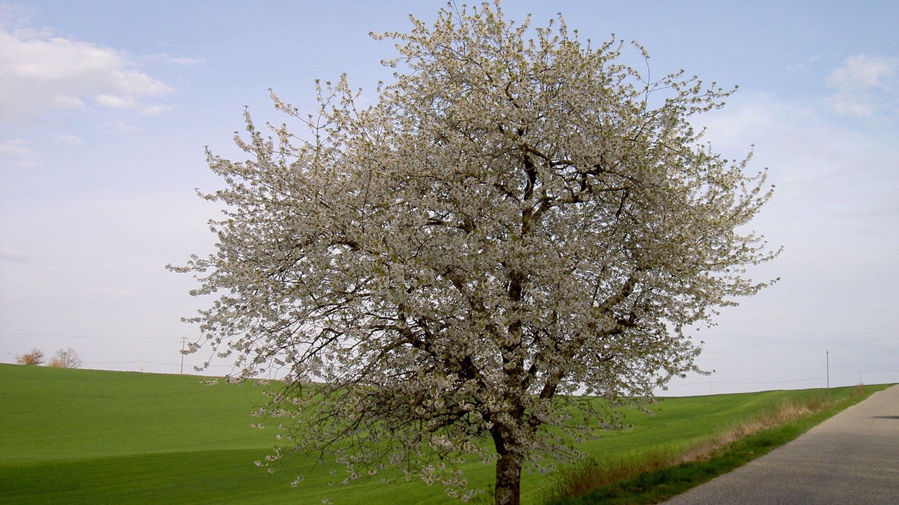 Photo of Outdoor in Vic-Fezensac