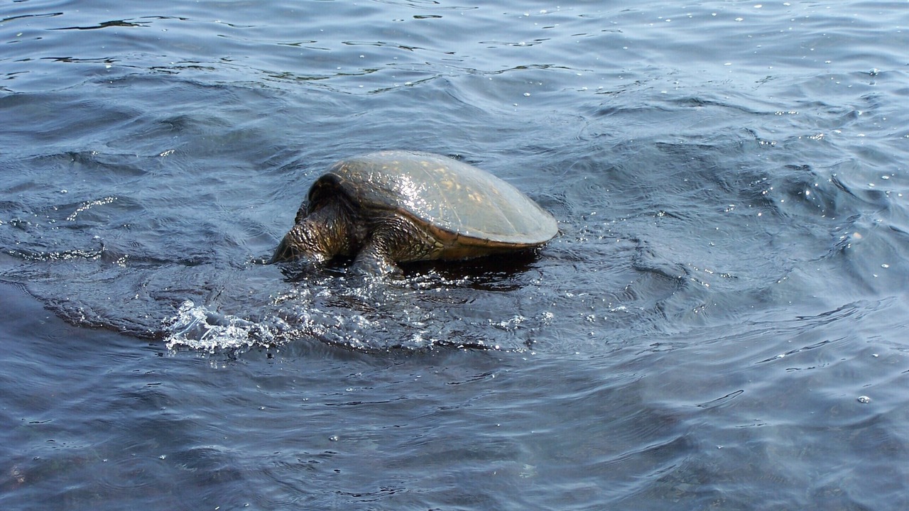 Photo of Others in Ocean View