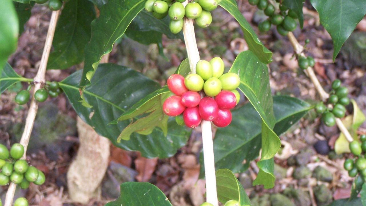 Photo of Outdoor in Ocean View