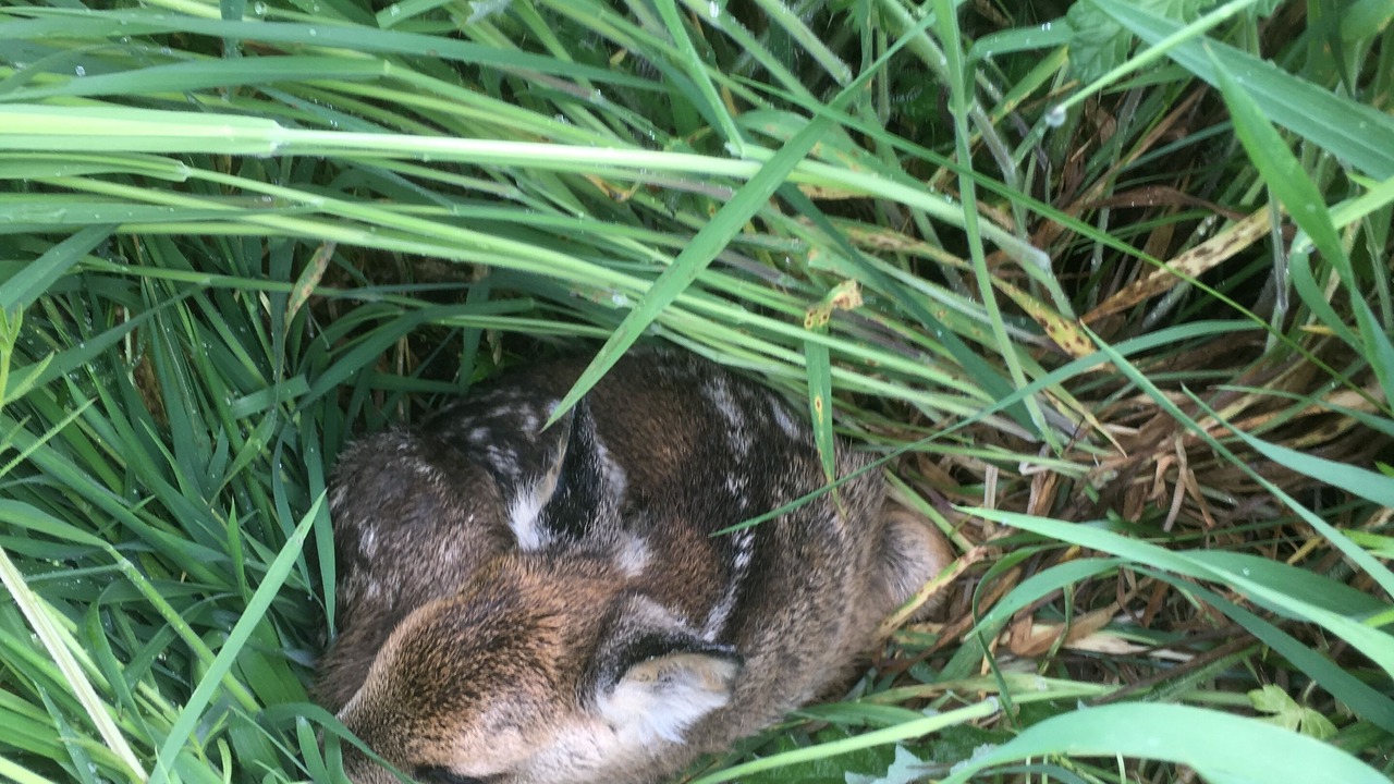 Photo of Outdoor in La Chapelle-Saint-Aubert
