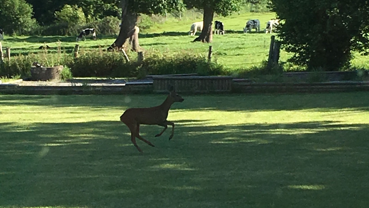 Photo of Outdoor in La Chapelle-Saint-Aubert