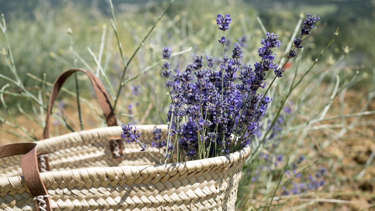 Photo of Outdoor in Oppedette