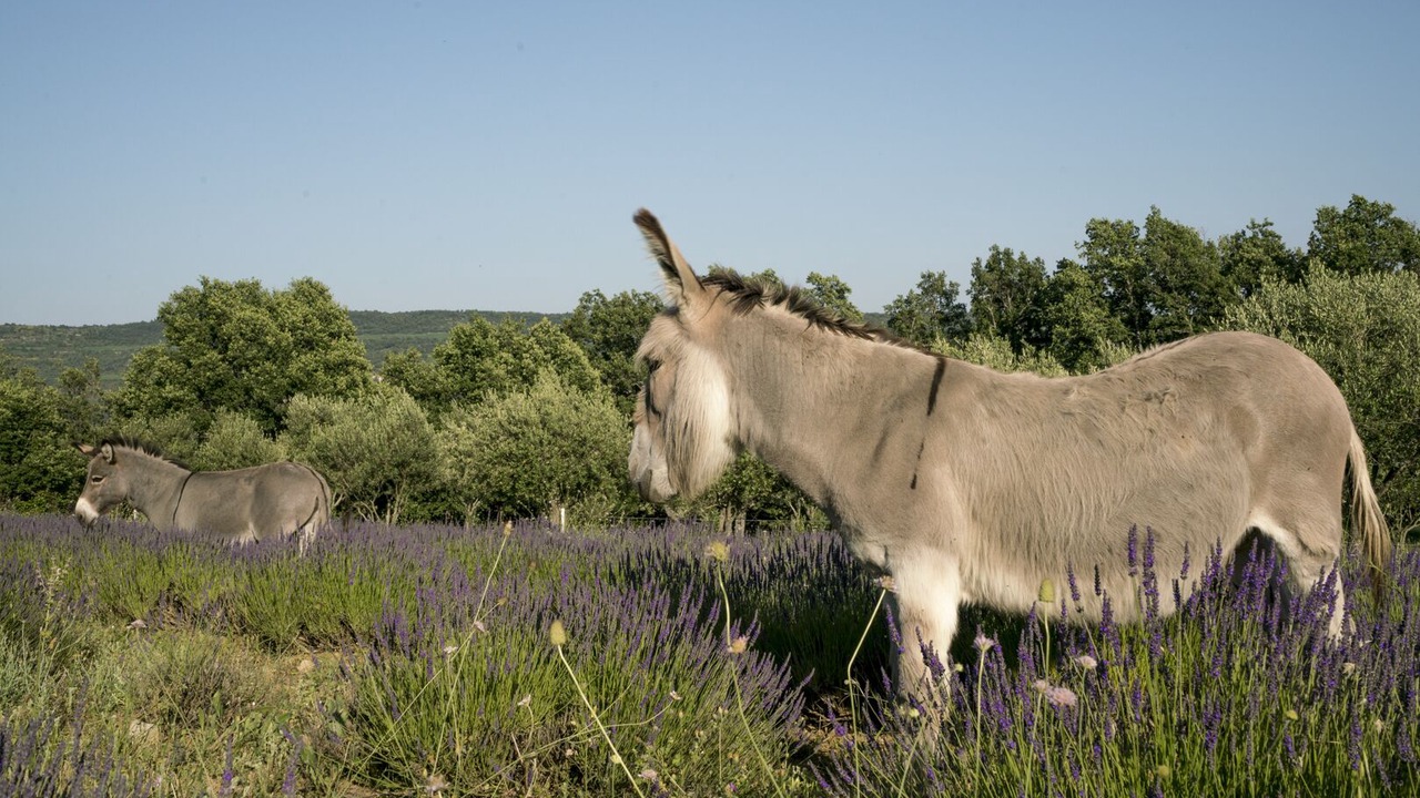 Photo of Outdoor in Oppedette