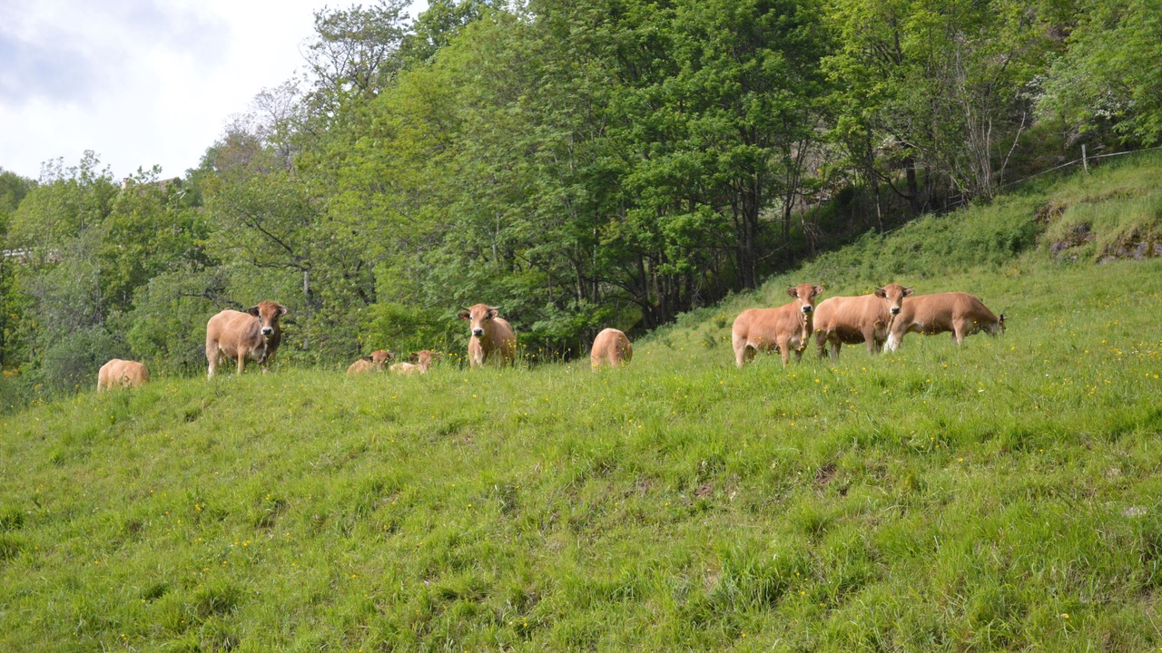 Photo of Others in Saint-Chely-d'Aubrac