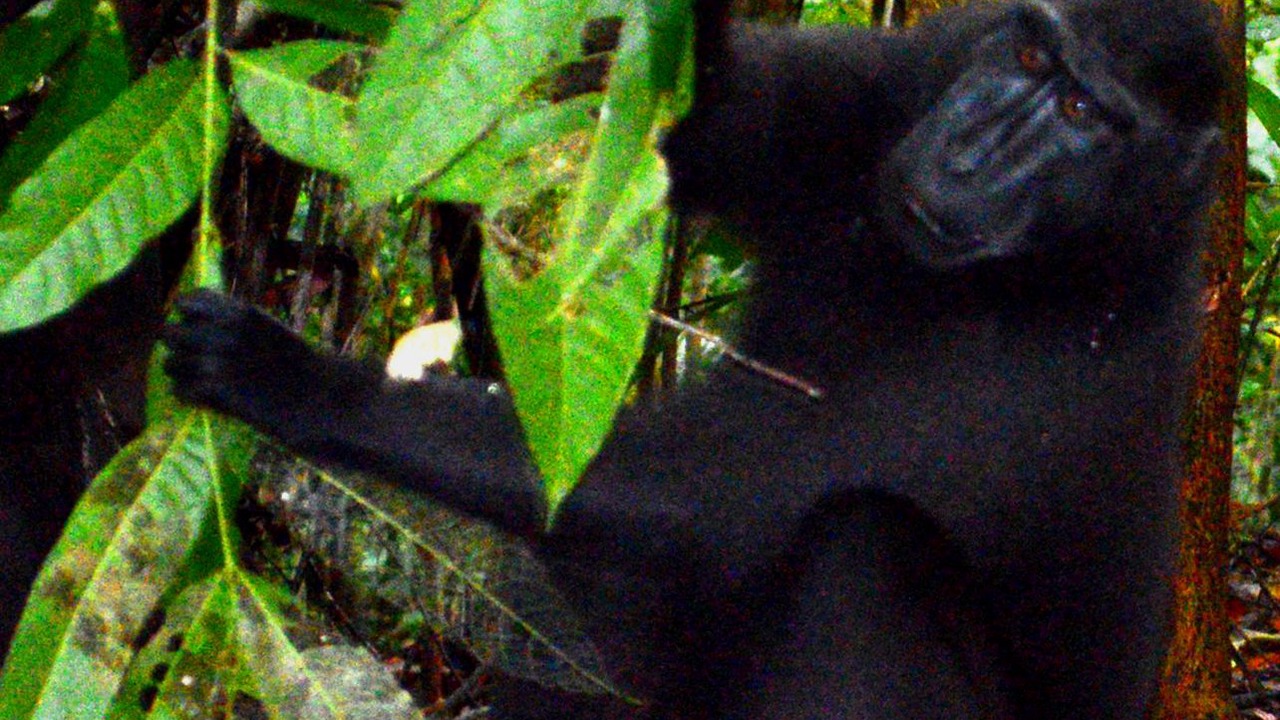 Photo of Others in Bitung