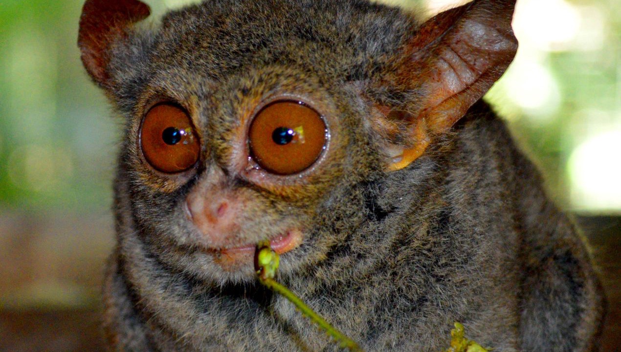 Photo of Others in Bitung