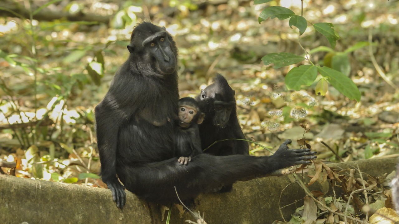 Photo of Others in Bitung
