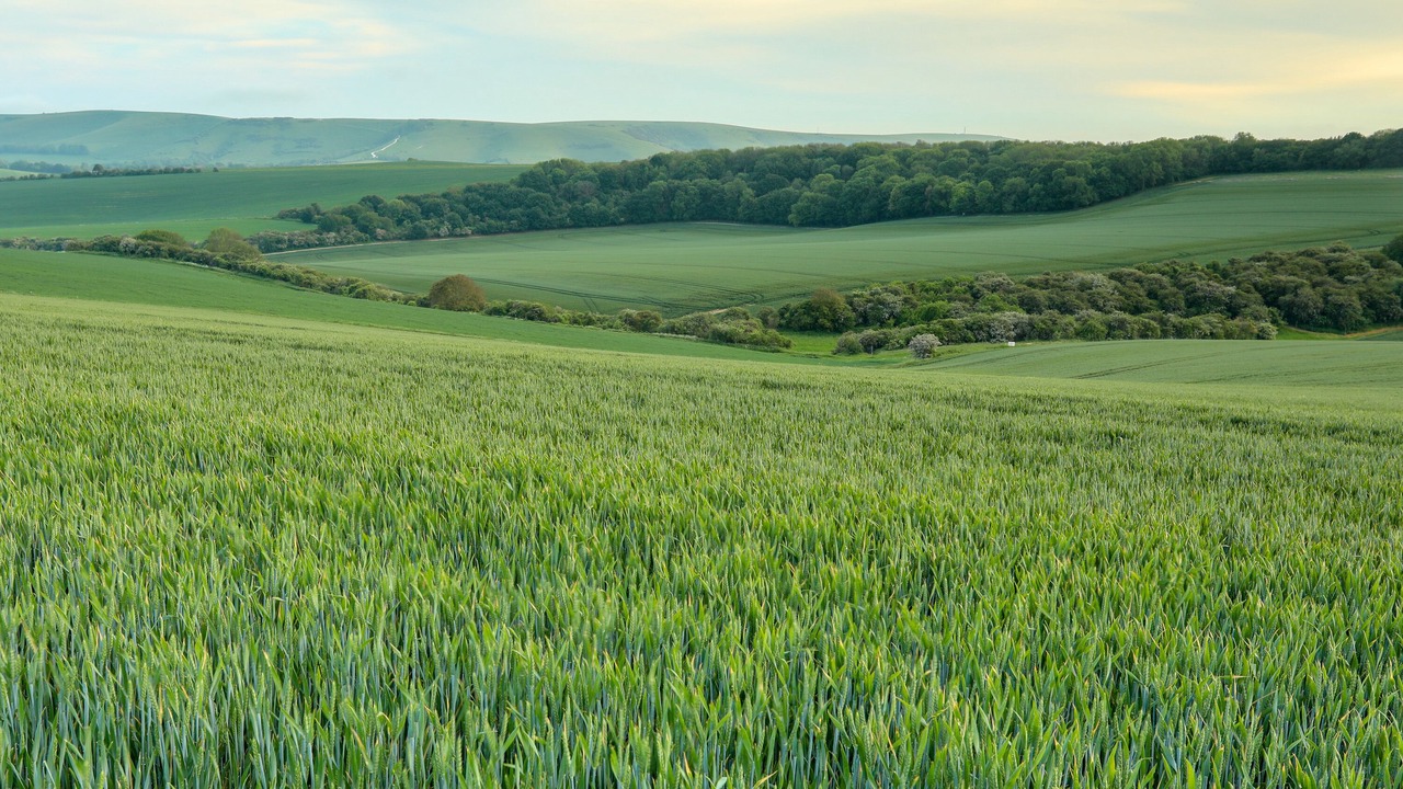 Photo of Others in Offham