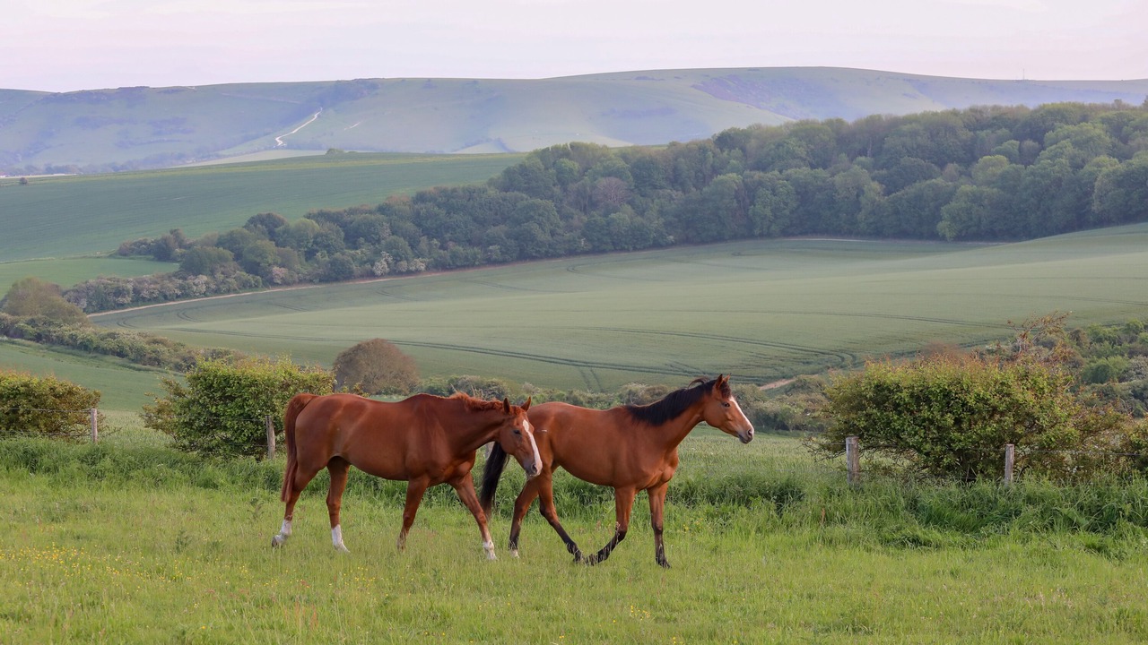 Photo of Outdoor in Offham