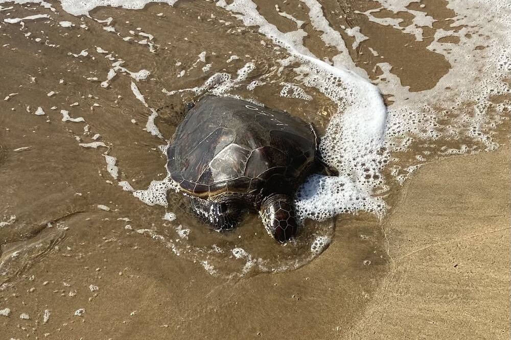 Photo of Others in Kihei