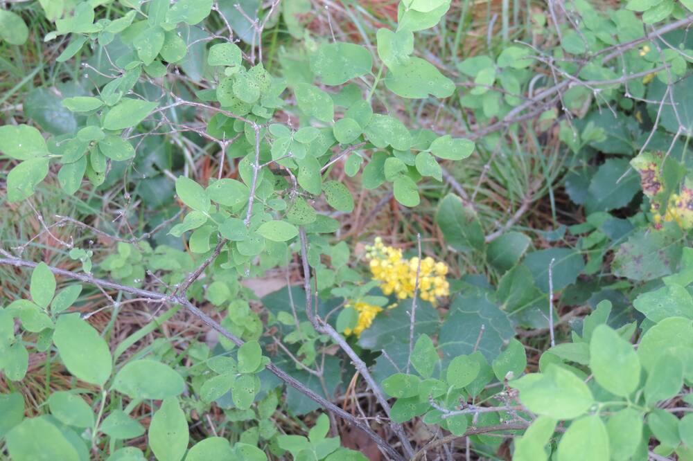 Photo of Outdoor in Alpine Northeast