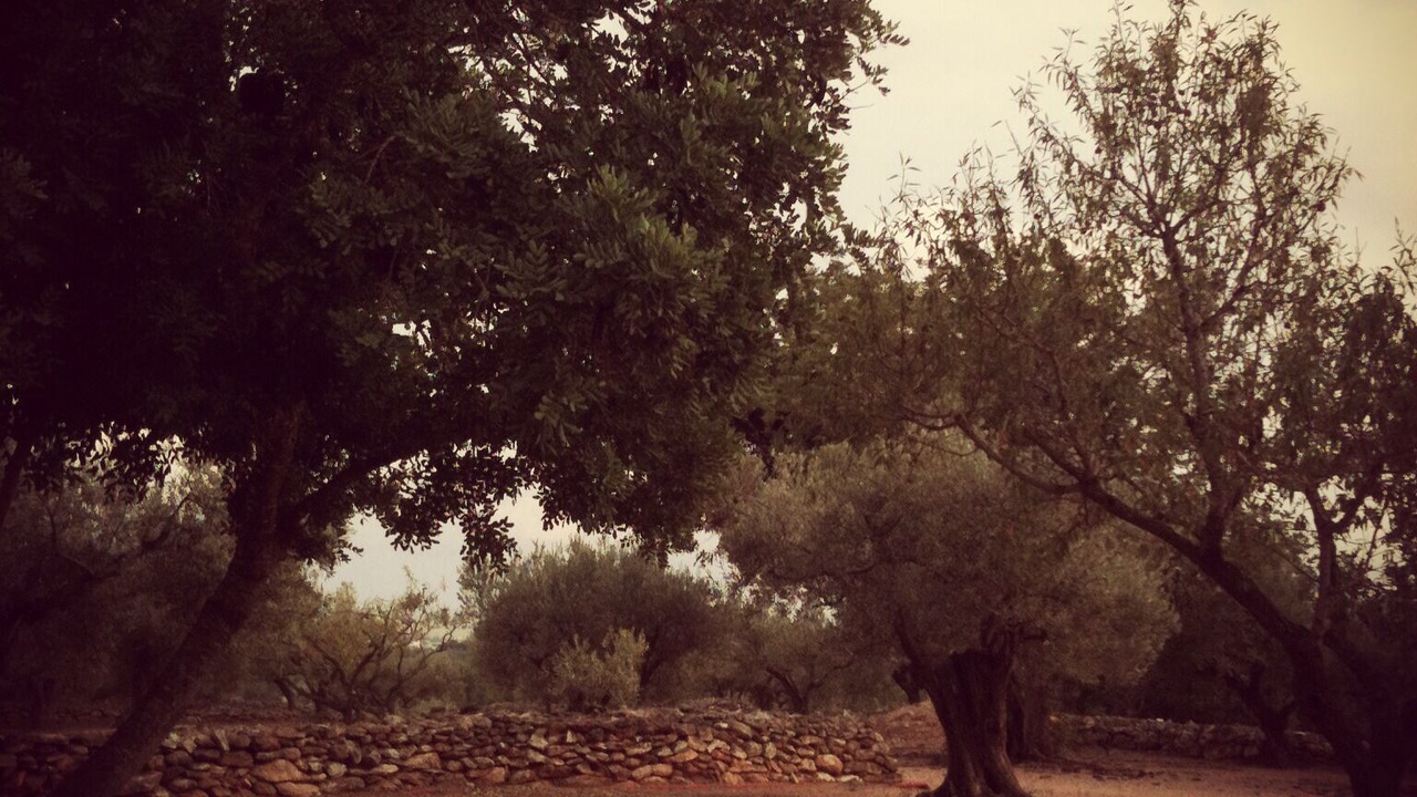 Photo of Others in Tortosa