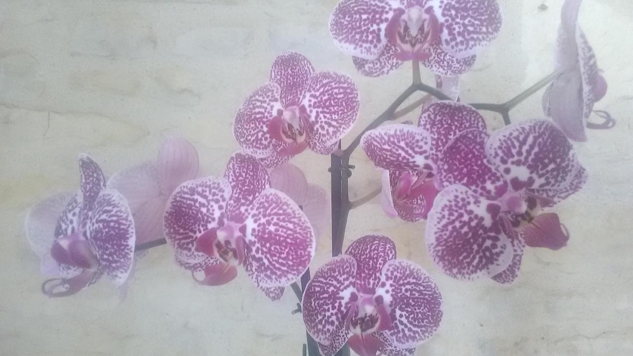 Photo of Others in Saint-Pierre-le-Vieux