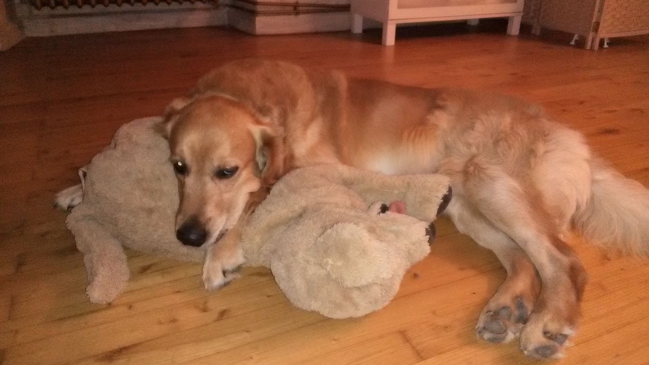 Photo of Others in Saint-Pierre-le-Vieux