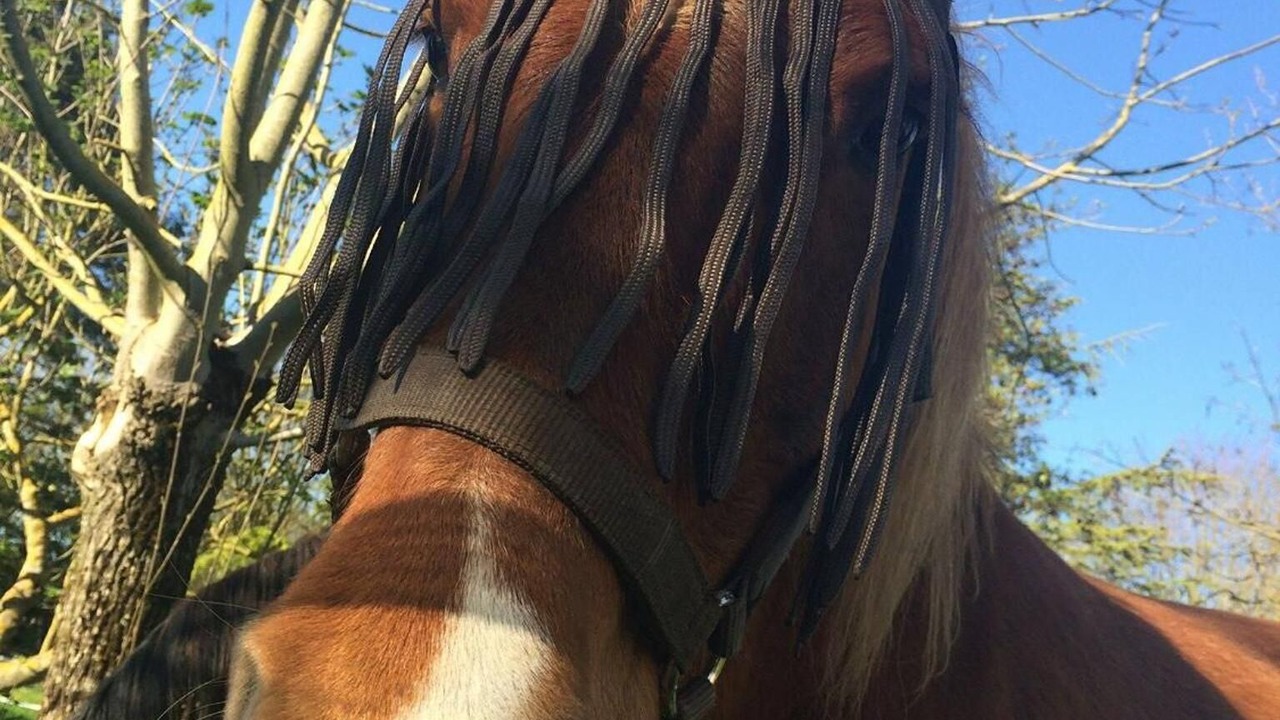 Photo of Outdoor in Saint-Pierre-le-Vieux