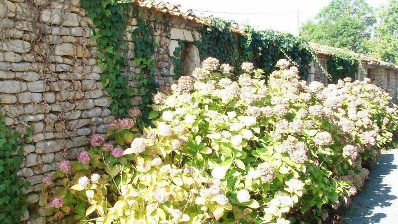 Photo of Outdoor in Saint-Pierre-le-Vieux