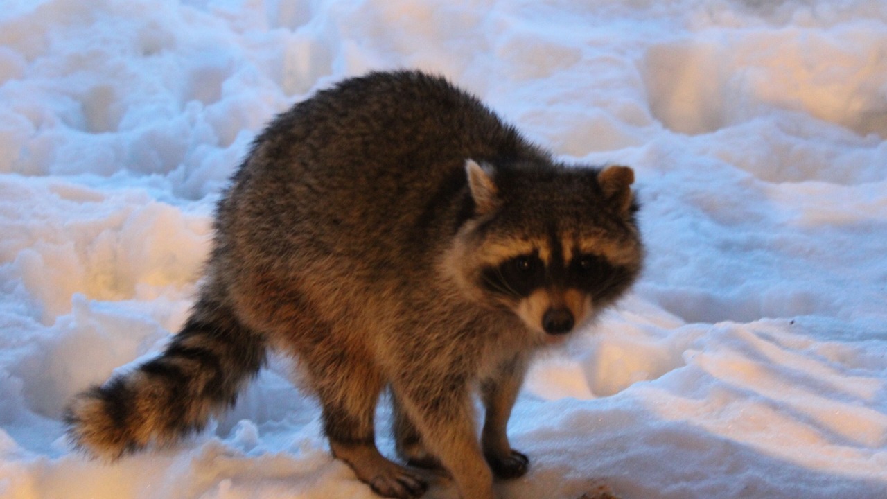 Photo of Others in Powder Ridge Village