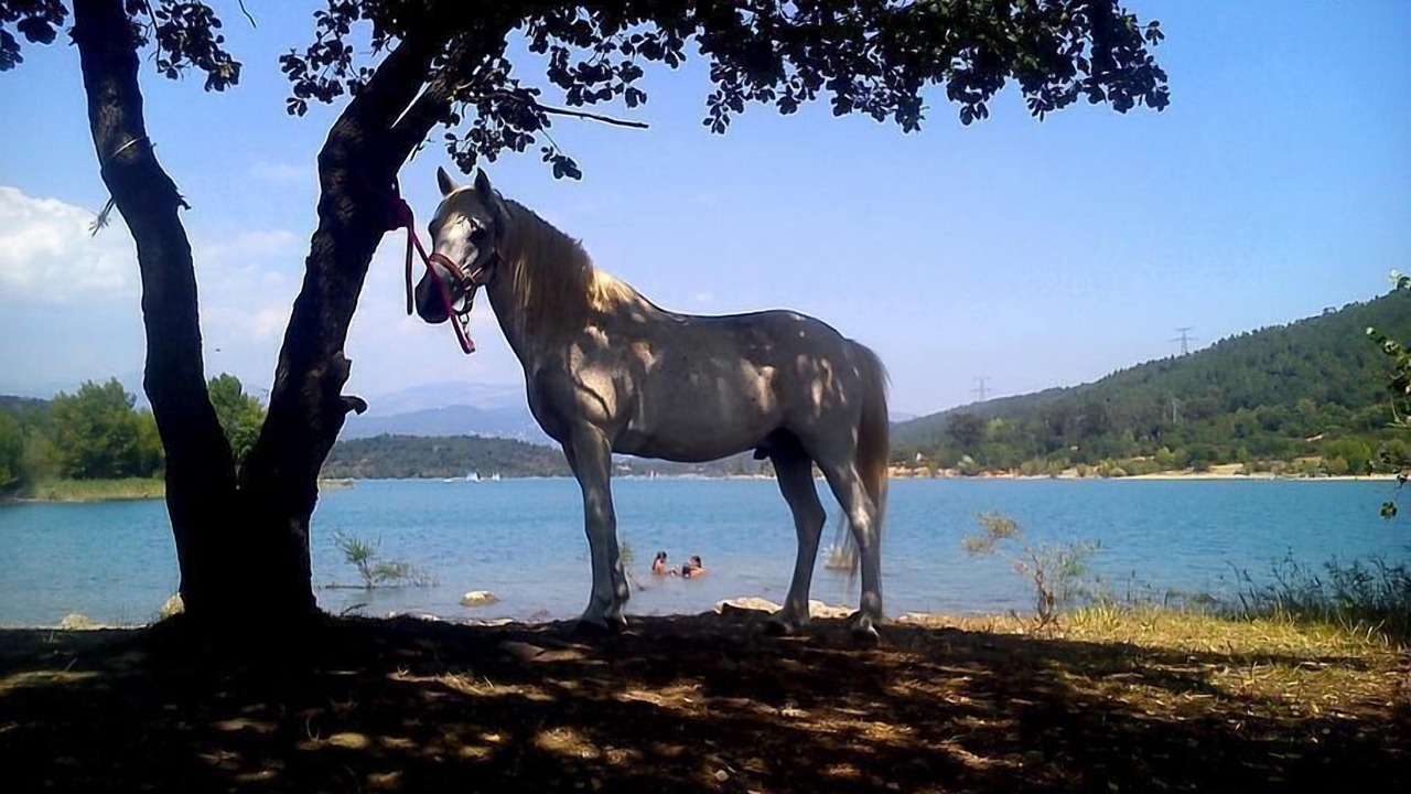 Photo of Others in Montauroux