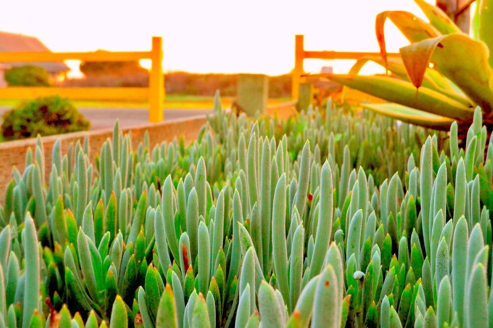 Photo of Outdoor in Moss Landing