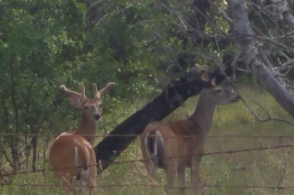 Photo of Others in Spicewood