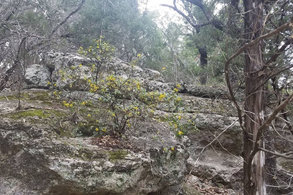 Photo of Outdoor in Spicewood