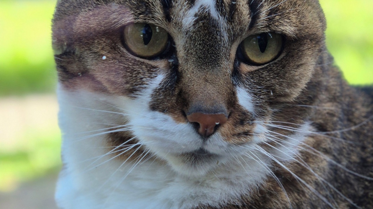 Photo of Outdoor in Joue-les-Tours