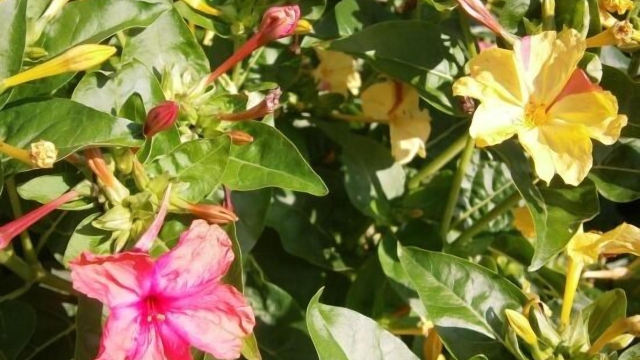 Photo of Outdoor in Llagunes
