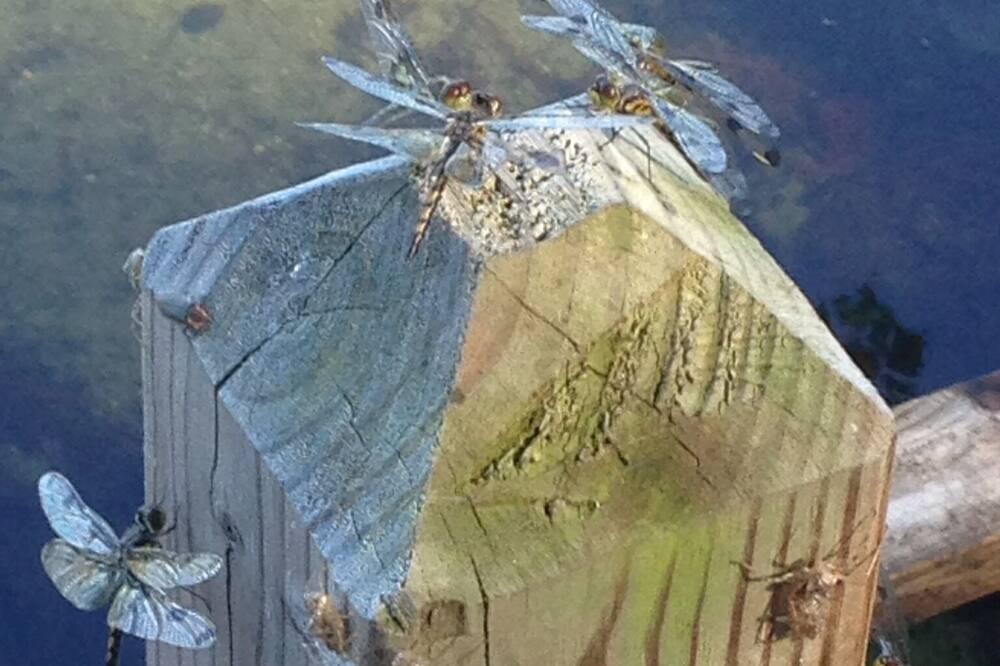 Photo of Others in East Baldwin