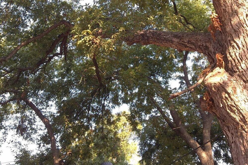Photo of Others in Alta Vista