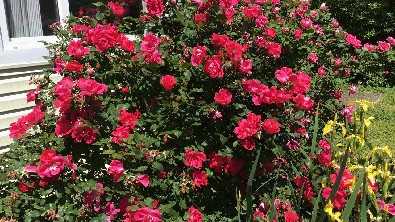 Photo of Outdoor in Kinsale